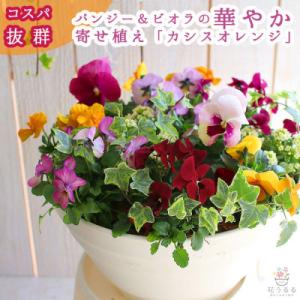 ふるさと納税 山口市 パンジー&ビオラの寄せ植え[カシスオレンジ(プランター版] D546