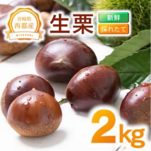 ふるさと納税 西都市 新鮮朝どれ国産生栗 2kg 西都市産【先行受付】[3114]
