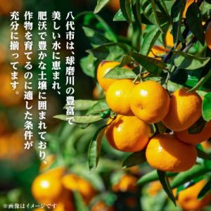 ふるさと納税 八代市 【先行予約】【訳あり】家...の詳細画像1