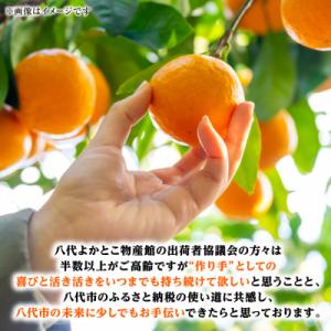 ふるさと納税 八代市 【先行予約】【訳あり】家...の詳細画像3