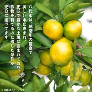 ふるさと納税 八代市 【先行予約】スイートスプ...の詳細画像1