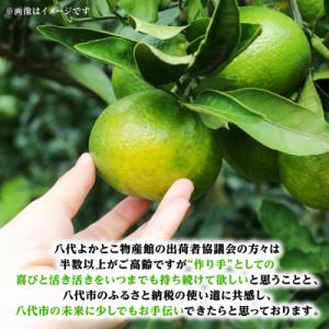 ふるさと納税 八代市 【先行予約】スイートスプ...の詳細画像3
