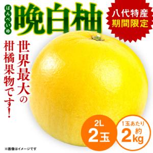 ふるさと納税 八代市 【先行予約】晩白柚 2L(約2kg)×2玉【2026年12月上旬より順次発送】...