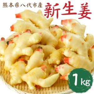 ふるさと納税 八代市 【先行予約】 熊本県八代市産 新生姜1kg【2026年9月上旬より順次発送】_...