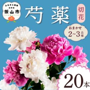 ふるさと納税 飯山市 【先行予約】芍薬 切花 おまかせ2〜3品種 20本セット