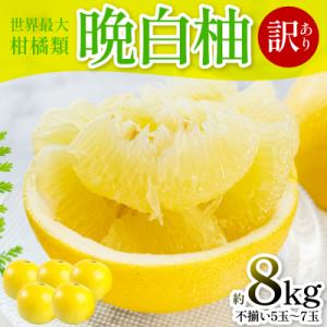 ふるさと納税 八代市 【先行予約】 【訳あり】 晩白柚 5〜7玉【2027年1月上旬より順次発送】_...