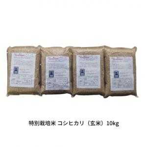 ふるさと納税 三条市 特別栽培米 コシヒカリ 玄米 10kg 新潟県産米 令和7年産 【022S093】