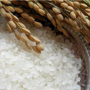 ふるさと納税 神埼市 【令和8年産 新米先行受...の詳細画像1