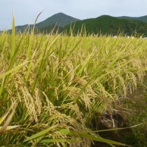 ふるさと納税 神埼市 【令和8年産 新米先行受...の詳細画像2