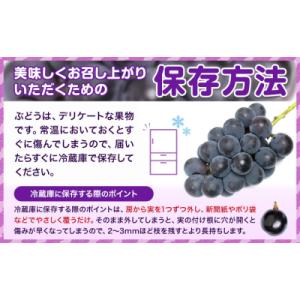 ふるさと納税 笠岡市 岡山県産 訳あり ニュー...の詳細画像1