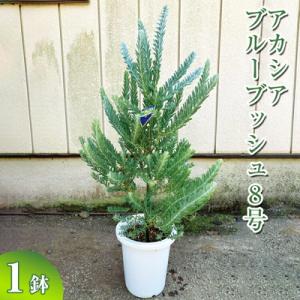 ふるさと納税 古河市 アカシア ブルーブッシュ8号 | 観葉植物 植物 グリーン アカシアの木 _B...