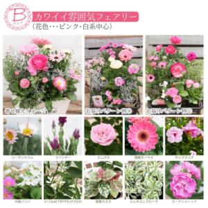 ふるさと納税 筑前町 フェアリーな花苗セットB...の詳細画像1