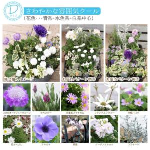 ふるさと納税 筑前町 クールな花苗セットD【価...の詳細画像1