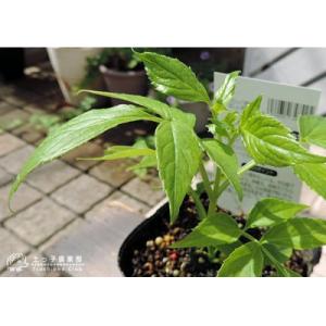 ふるさと納税 筑前町 エルダーフラワー(西洋ニ...の詳細画像1