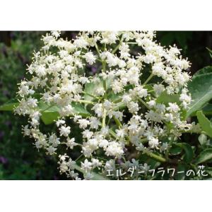 ふるさと納税 筑前町 エルダーフラワー(西洋ニ...の詳細画像2