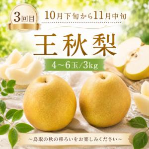ふるさと納税 八頭町 【梨王国鳥取県産!】赤梨...の詳細画像3