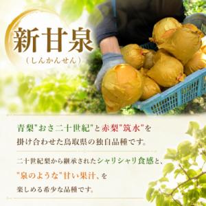 ふるさと納税 八頭町 新甘泉(赤秀) 2.5k...の詳細画像1