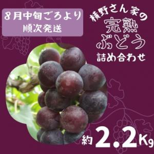ふるさと納税 宍粟市 横野さん家の「完熟ぶどう」の詰合せ 約2.2Kg　BV2