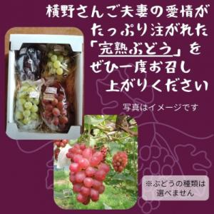 ふるさと納税 宍粟市 横野さん家の「完熟ぶどう...の詳細画像1