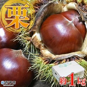 ふるさと納税 西予市 <中生栗 栗 約1kg 愛媛県西予市産 2Lまたは3Lサイズ>えひめ くり