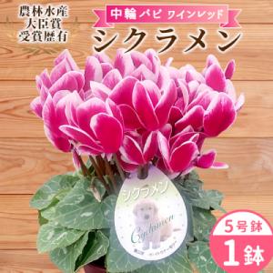 ふるさと納税 設楽町 愛知県産 シクラメン 中輪パピ 5号鉢×1鉢 ワインレッド 花 鉢 ガーデニン...