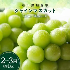 ふるさと納税 加賀市 シャインマスカット 約1k...の商品画像
