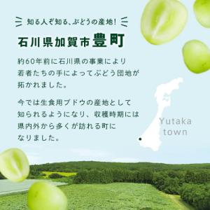 ふるさと納税 加賀市 シャインマスカット 約1...の詳細画像1