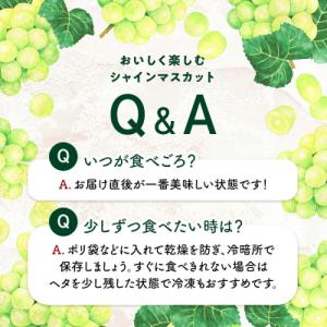 ふるさと納税 加賀市 シャインマスカット 約1...の詳細画像2