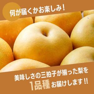 ふるさと納税 加賀市 梨 福袋 5kg 旬の品...の詳細画像1