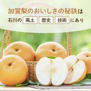 ふるさと納税 加賀市 梨 福袋 5kg 旬の品...の詳細画像2