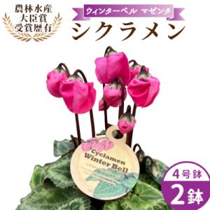ふるさと納税 設楽町 愛知県産 シクラメン ウィンターベル 4号鉢×2鉢 マゼンタ 花 生花 ガーデニング