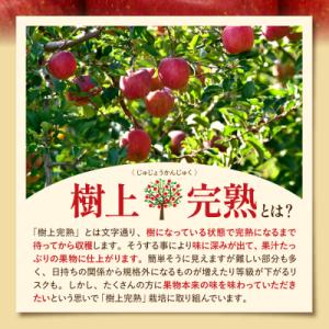 ふるさと納税 東根市 【2026年産】 樹上完...の詳細画像1