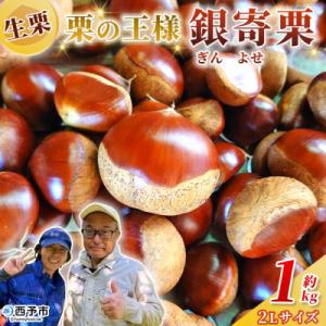 ふるさと納税 西予市 <栗の王様 銀寄栗(生栗)2L1kg　銀寄 ぎんよせ 甘い 生栗 和栗>おいし...