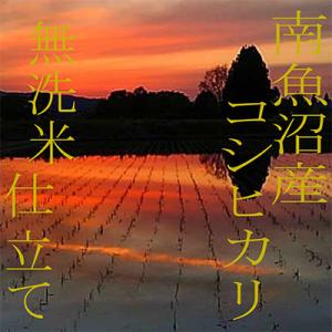 ふるさと納税 南魚沼市 【毎月定期便】《無洗米...の詳細画像3