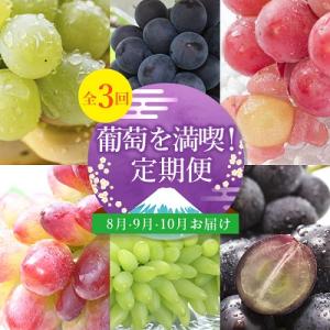 ふるさと納税 山梨市 【発送月固定定期便】葡萄好きさん、集まれ〜!人気のフルーツぶどうの定期便全3回