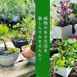 ふるさと納税 酒田市 【発送月固定定期便】植物...の詳細画像2