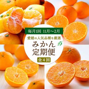 ふるさと納税 八幡浜市 【発送月固定定期便】愛媛の人気品種!かんきつ定期便 11月〜2月全4回【H2...