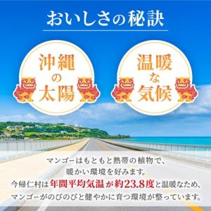 ふるさと納税 今帰仁村 【2026年8月中旬か...の詳細画像2