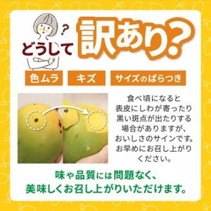 ふるさと納税 今帰仁村 【2026年8月中旬か...の詳細画像3