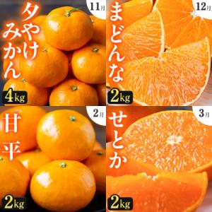 ふるさと納税 八幡浜市 【発送月固定定期便】「こたつの上の冬物語」人気の4品種!【H49-70】全4...