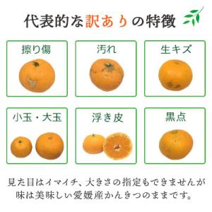 ふるさと納税 八幡浜市 【発送月固定定期便】愛...の詳細画像3