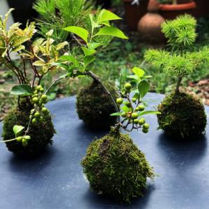 ふるさと納税 酒田市 【毎月定期便】苔玉と和B...の詳細画像2