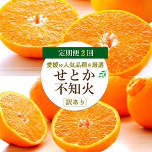 ふるさと納税 八幡浜市 【発送月固定定期便】愛媛の人気2品種を堪能!せとか・不知火食べ比べ【訳あり】...