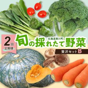ふるさと納税 東川町 【発送月固定定期便】「旬の採れたて野菜」贅沢セットB全2回