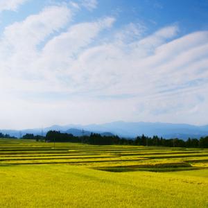 ふるさと納税 十日町市 【毎月定期便】農家直送...の詳細画像3