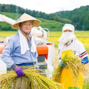 ふるさと納税 関川村 【毎月定期便】関川村産こしひかり5kg ふっくら美味しさ 岩船米 [横山農産]...