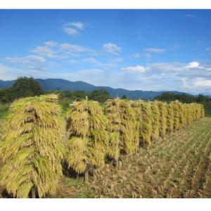 ふるさと納税 新庄市 【毎月定期便】米の匠みの...の詳細画像2