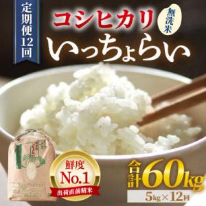 ふるさと納税 あわら市 【毎月定期便】【一等米】コシヒカリ 無洗米 5kg 「いっちょらい」全12回