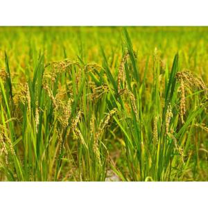 ふるさと納税 大網白里市 【毎月定期便】2年連...の詳細画像3