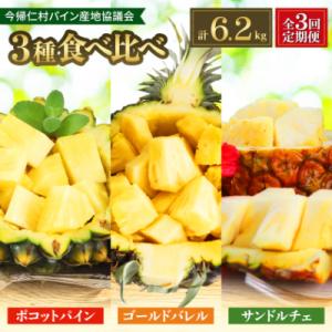 ふるさと納税 今帰仁村 【発送月固定定期便】2027年発送 今帰仁村パイン産地協議会 3種のパイナッ...